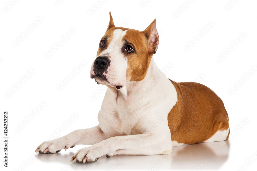 Staffordshire terrier dog lying