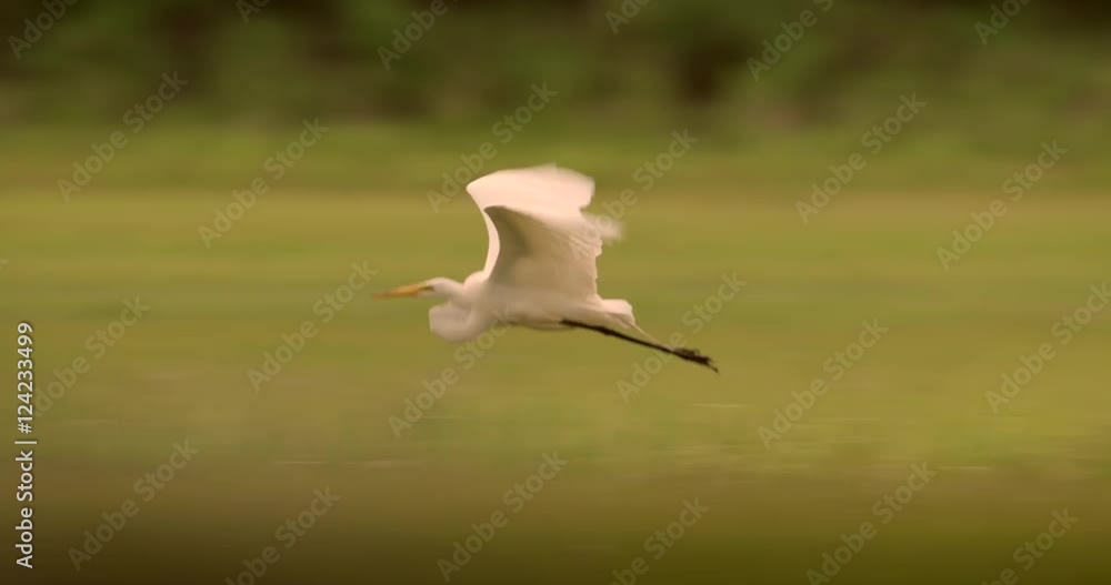 Tracking shot of egret flying over marshland Tracking shot of egret flying over marshland