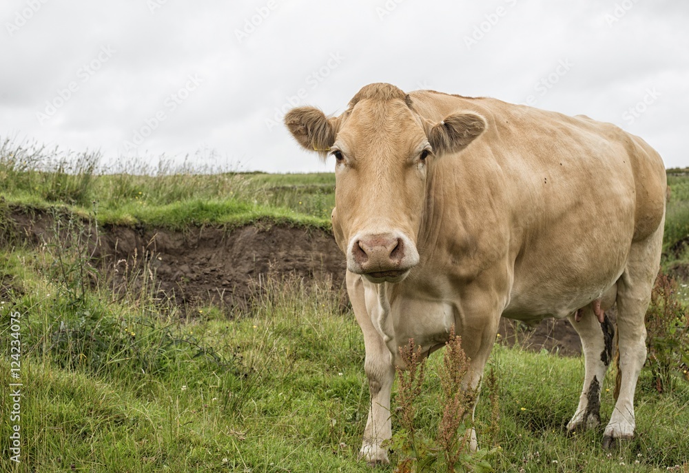 Big cow in farmland