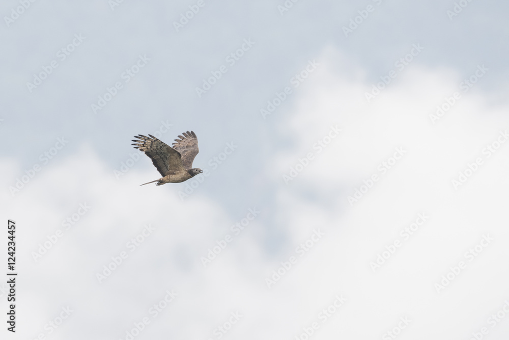 ハチクマ(honey buzzard)