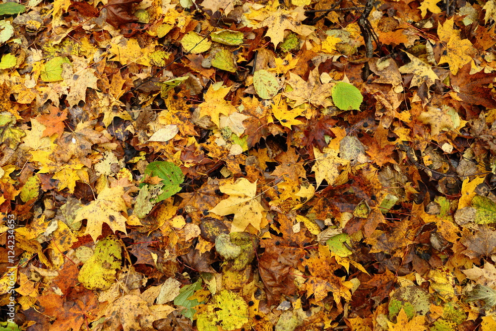 background with autumn colorful leaves background with autumn colorful leaves