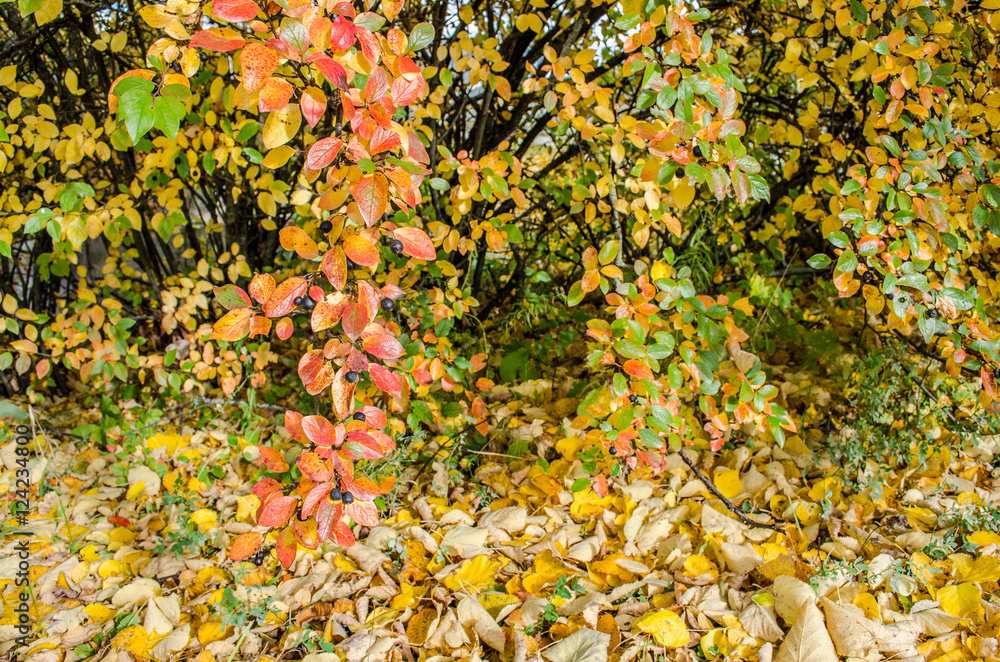 Maple tree in autumn / Autumn. Fall. Autumnal Park. Autumn Trees and Leaves / tree with golden leaves in autumn and sunrays / Beautiful romantic alley in a park with colorful trees, autumn landscape Maple tree in autumn / Autumn. Fall. Autumnal Park. Autumn Trees and Leaves / tree with golden leaves in autumn and sunrays / Beautiful romantic alley in a park with colorful trees, autumn landscape