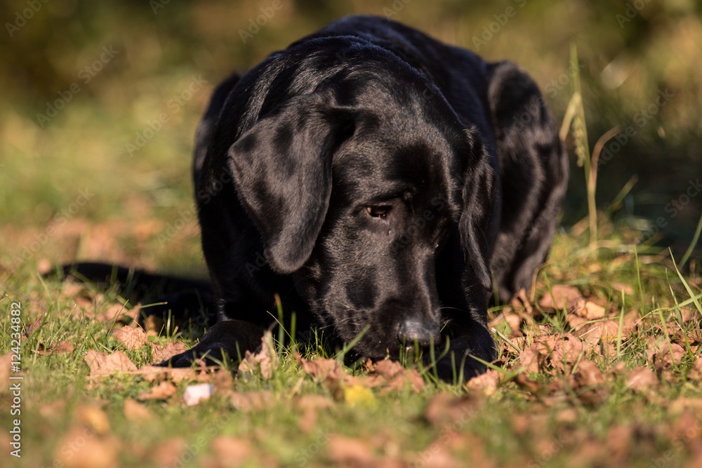 Labrador im Garten Labrador im Garten
