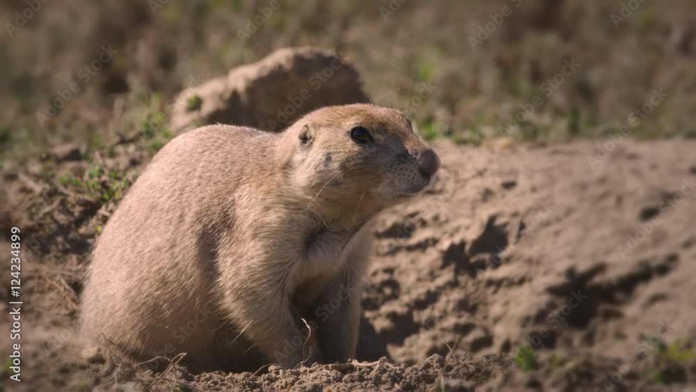 Close up of prairie dogs in burrow Close up of prairie dogs in burrow
