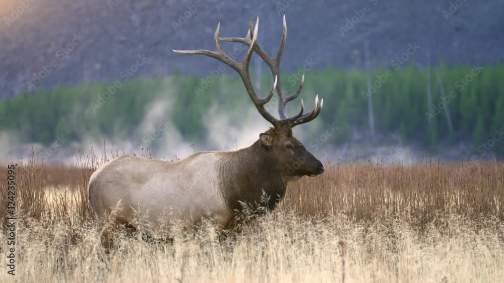 Bull elk standing in grassy field at Yellowstone National Park Bull elk standing in grassy field at Yellowstone National Park