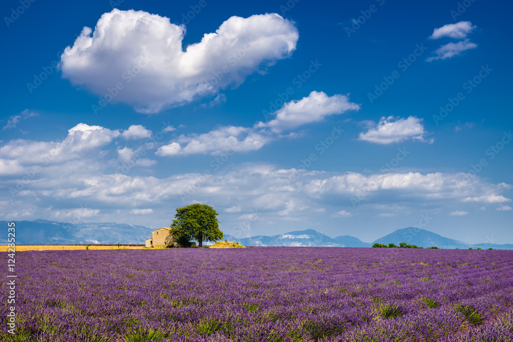 Fototapeta premium Lato w Valensole z polami lawendy, kamiennym domem i chmurą w kształcie serca. Lato w Alpes de Hautes Provence, południowych Alpach francuskich we Francji
