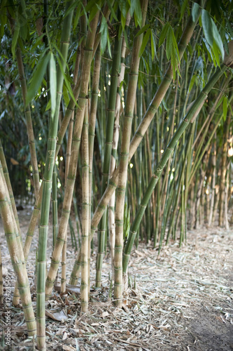 Stand of ornamental bamboo
