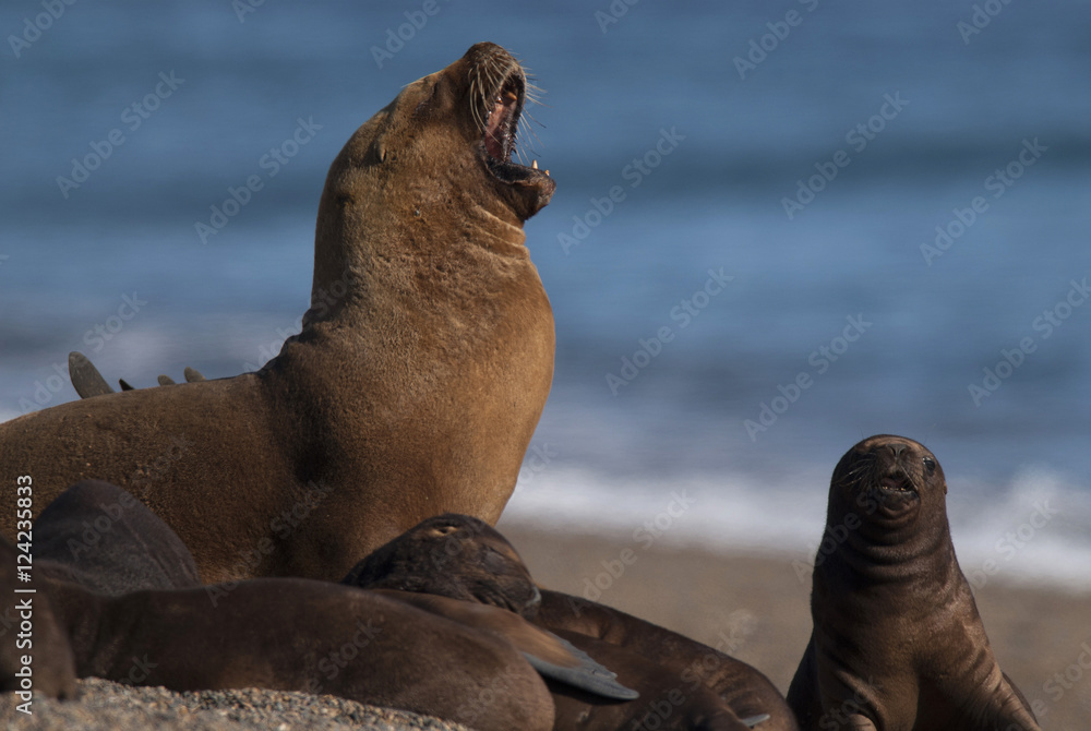 Fototapeta premium SOUTH AMERICAN SEA LION pup,Peninsula Valdez, Chubut,Patagonia ,Argentina