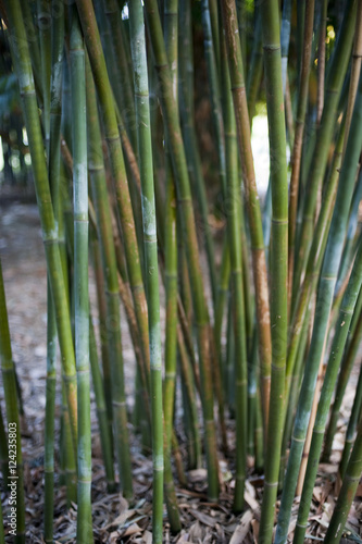 Stand of young bamboo canes or culms