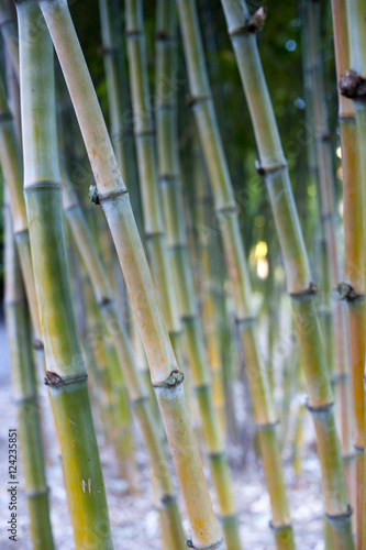 Forest Of Bamboo Canes