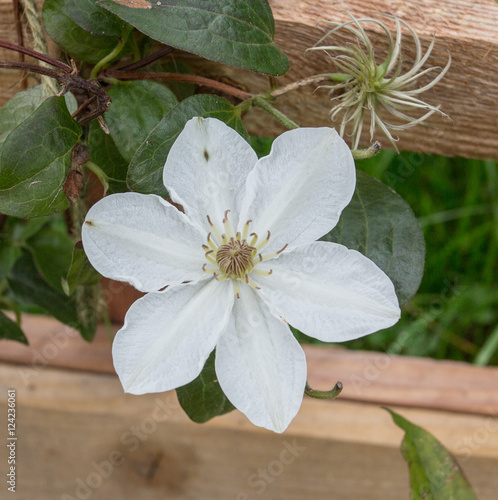 White clematis Destiny in flower.