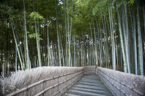 bamboo steps