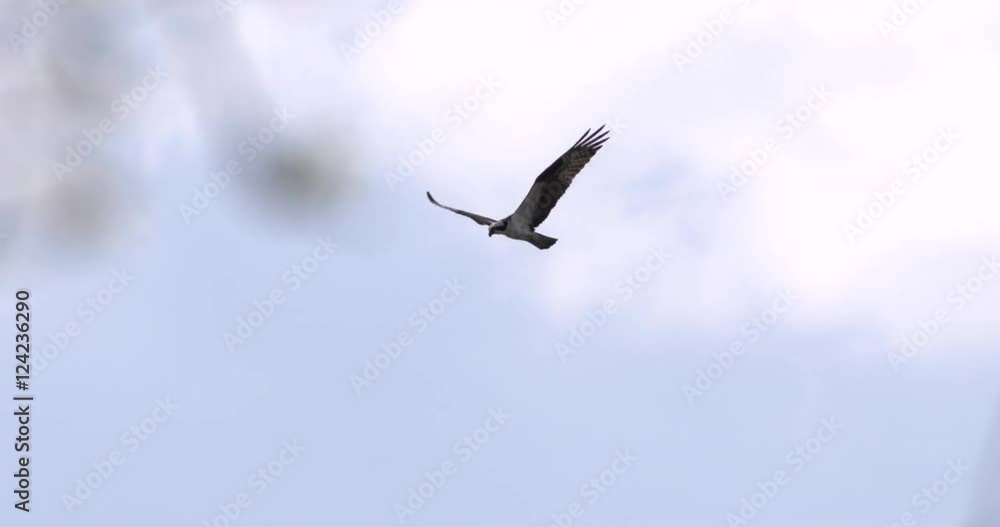 Slow motion of osprey flying in cloudy sky Slow motion of osprey flying in cloudy sky