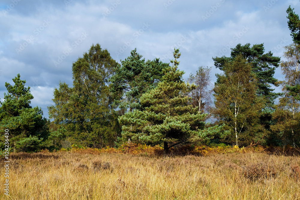 View of the Ashdown Forest in Autumn