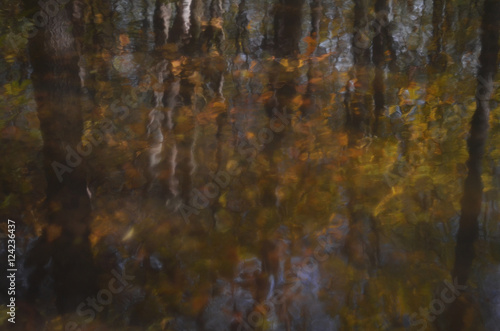 Forest reflection in water