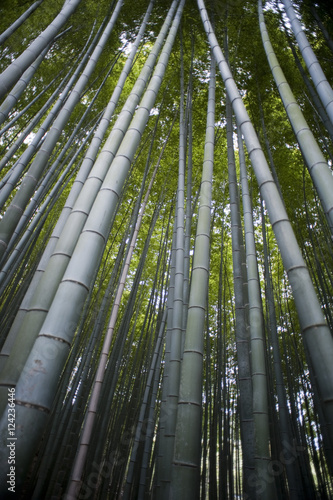 Tall Bamboo Trees, Japan