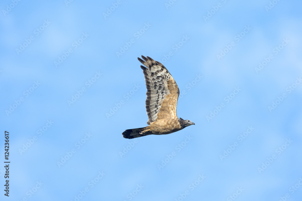 Fototapeta premium ハチクマ(honey buzzard)