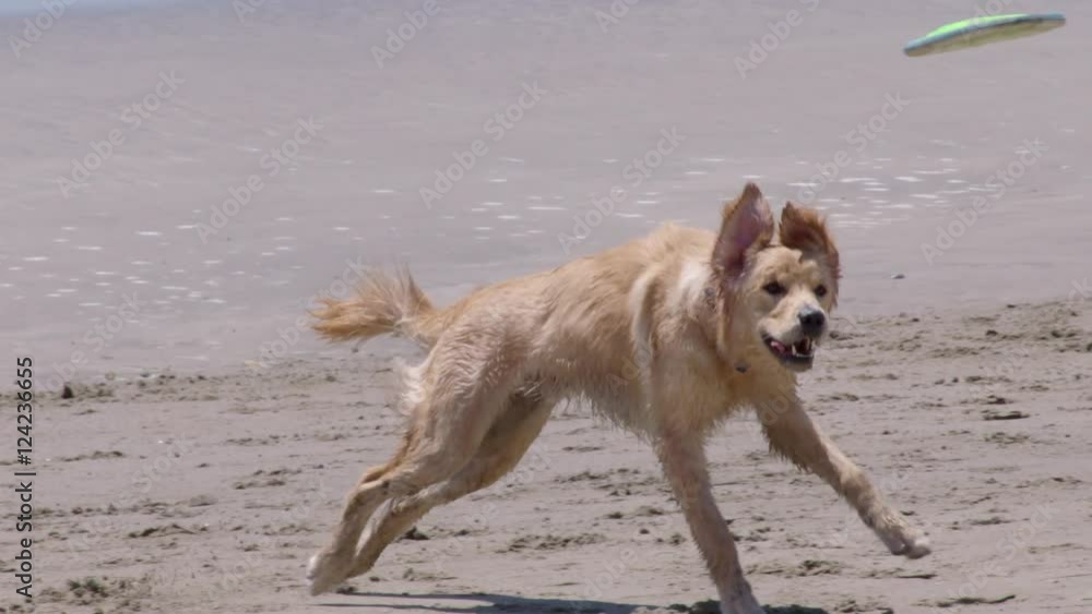 Slow motion of golden retriever chasing frisbee on beach Slow motion of golden retriever chasing frisbee on beach