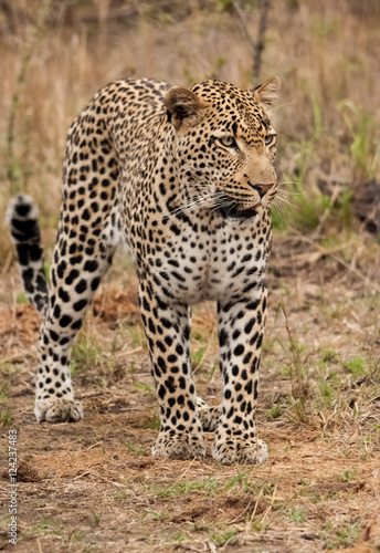 Male leopard standing, Sabi Sands Game Reserve, South Africa