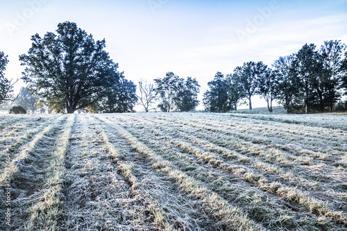 The first frost in the fields. Misty autumn morning. 