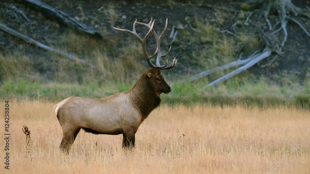 Bull elk standing in grassy meadow at Yellowstone National Park Bull elk standing in grassy meadow at Yellowstone National Park