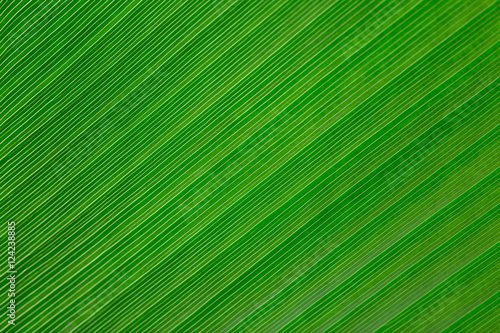 Green leaf