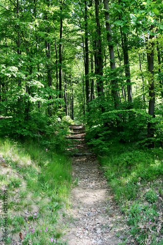 Waldweg