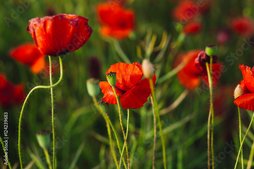 Closeup of poppy buds growing between flowers © pyrozenko13