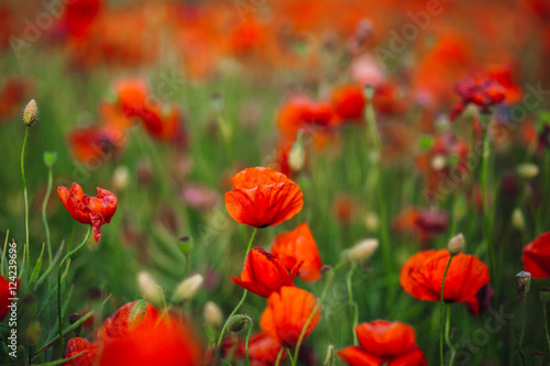 Closeup of fancy poppies covering the field