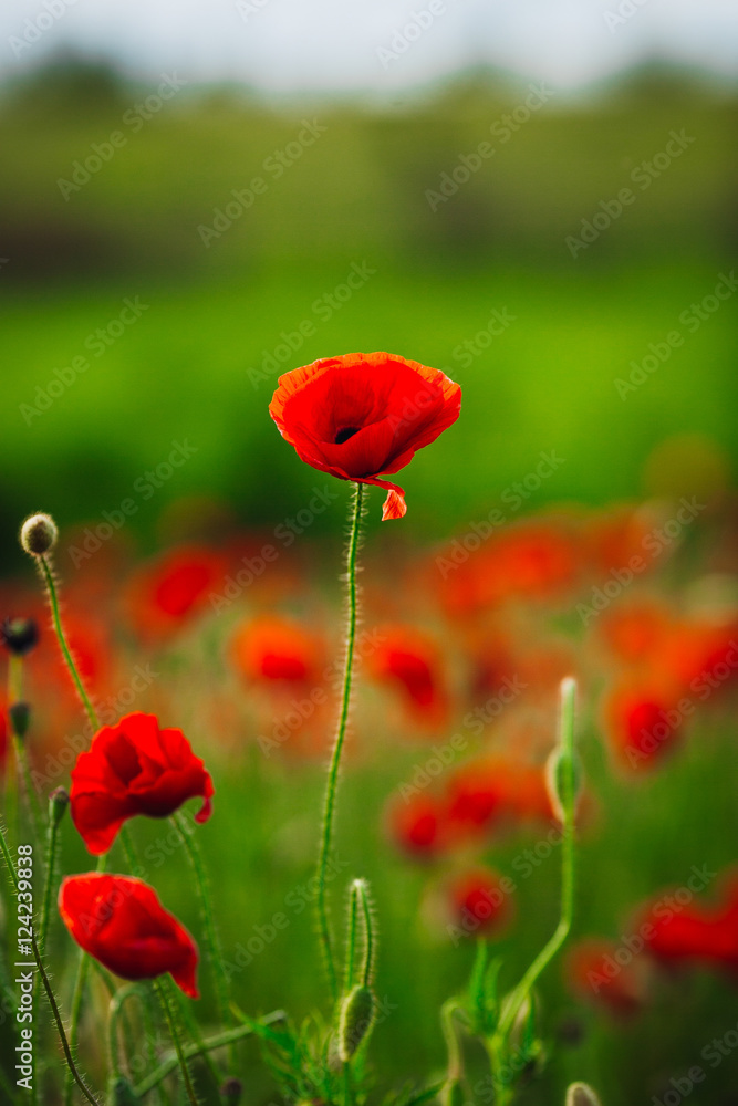 Naklejka premium Lonely red poppy grows in green field