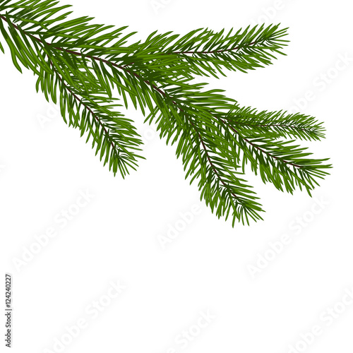 Green  realistic branch of fir. Fir branches. Isolated on white Christmas  illustration