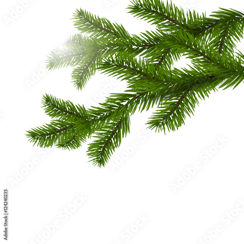 Two green spruce branches realistic. Christmas Spruce branches. Isolated on white Christmas illustration