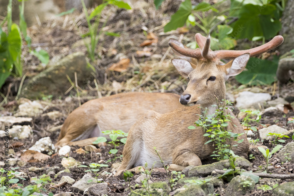 Image of young sambar deer relax on the ground.