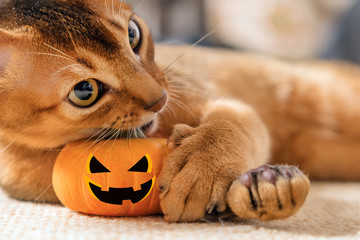 Cat plays with a Hallowe'en pumpkin