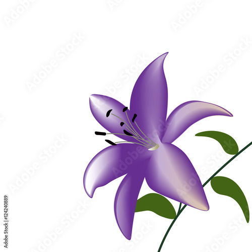 Purple lily flower on a white background © lily_studio