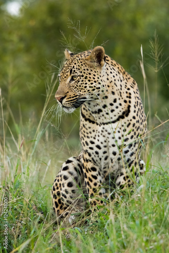 Male leopard on a termite mound, Sabi Sand Game Reserve, South Africa