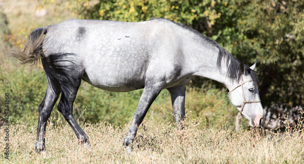 a horse in a pasture in the fall a horse in a pasture in the fall
