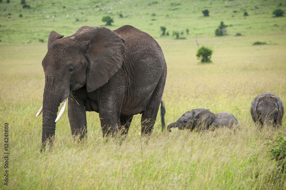 Obraz premium 野生のゾウ