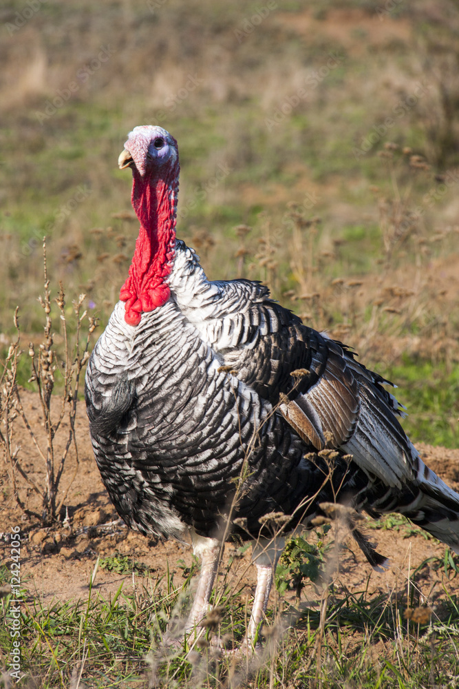 turkeycock grazing on the grass in the countryside turkeycock grazing on the grass in the countryside