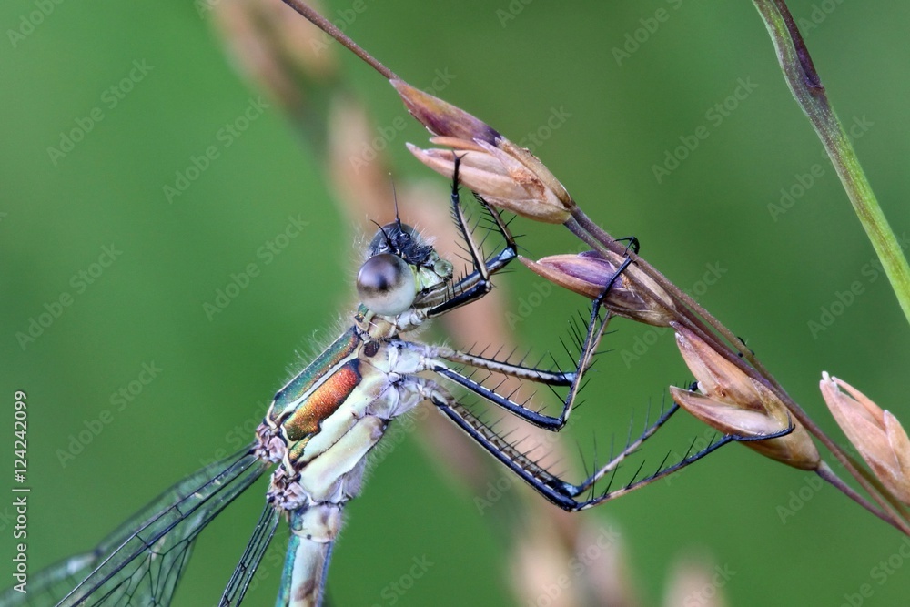 Fotografie Emerald damselfly, Lestes sponsa, known also as Common spreadwing
