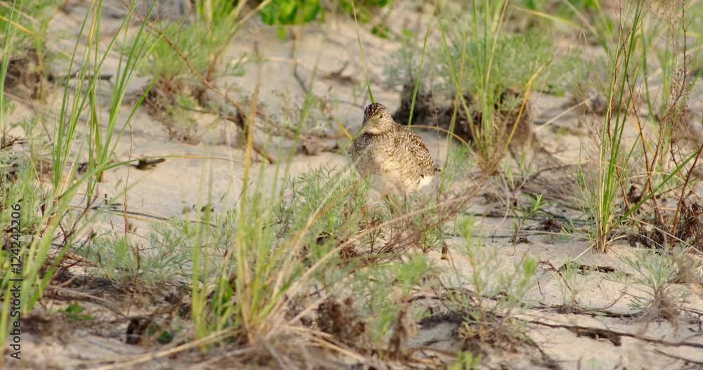 Close up of sandpiper standing in grass Close up of sandpiper standing in grass
