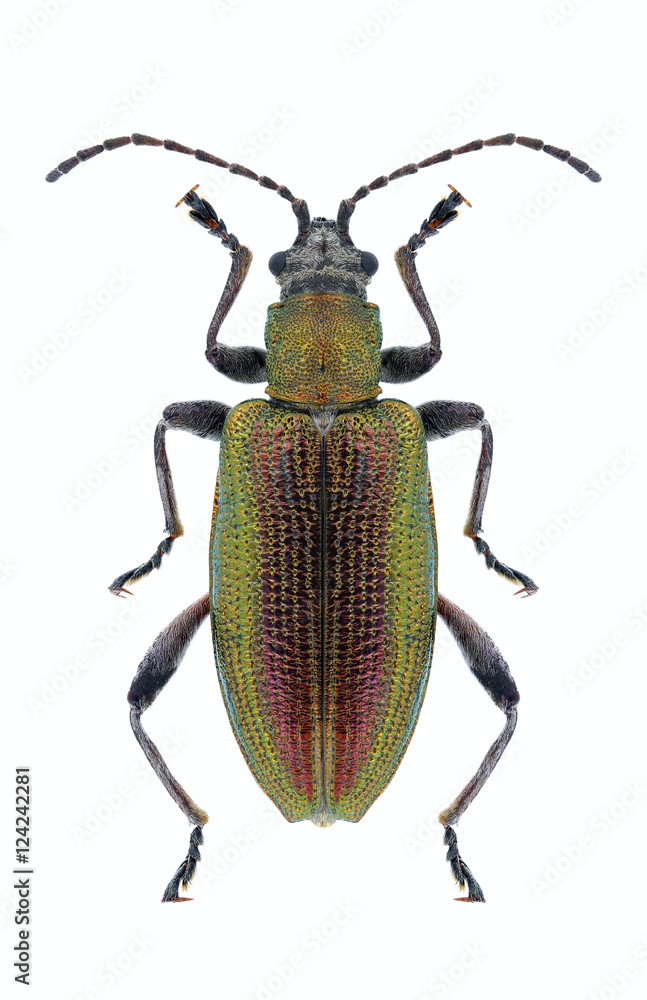 Beetle Donacia dentata on a white background Beetle Donacia dentata on a white background