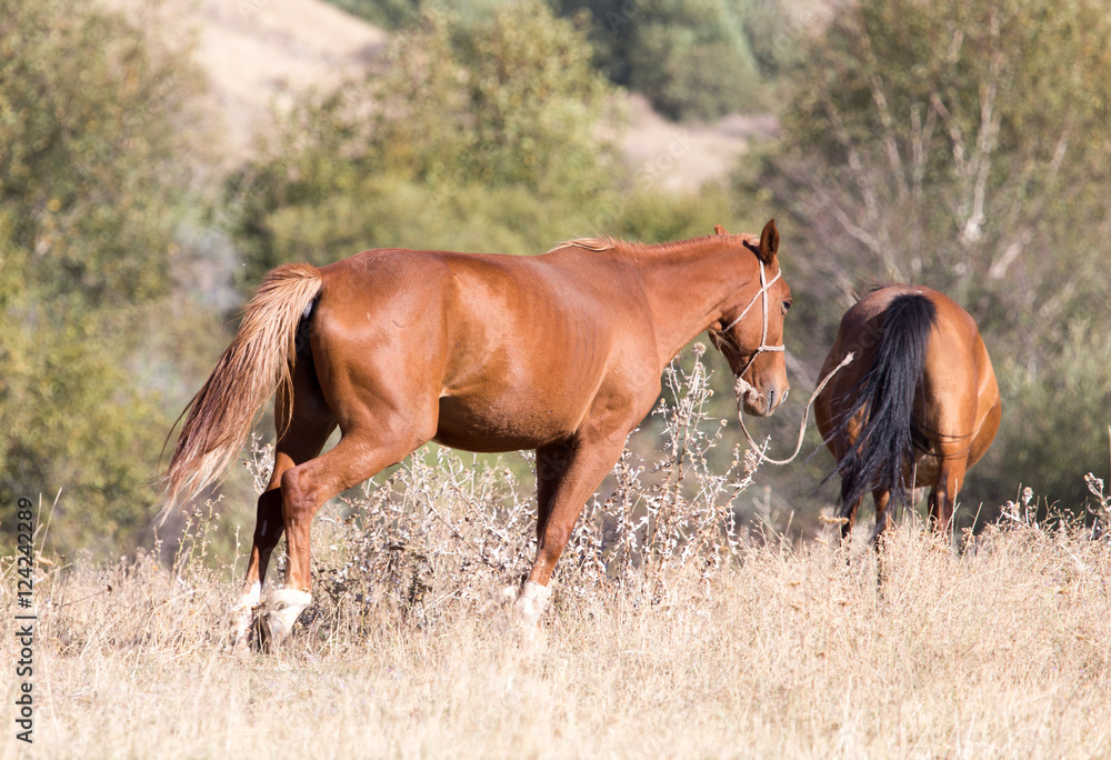 red horse on nature in autumn
