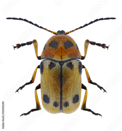 Beetle Cryptocephalus quatuordecimmaculatus on a white background photo