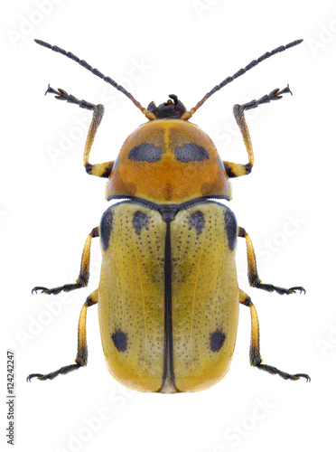 Beetle Cryptocephalus quatuordecimmaculatus on a white background