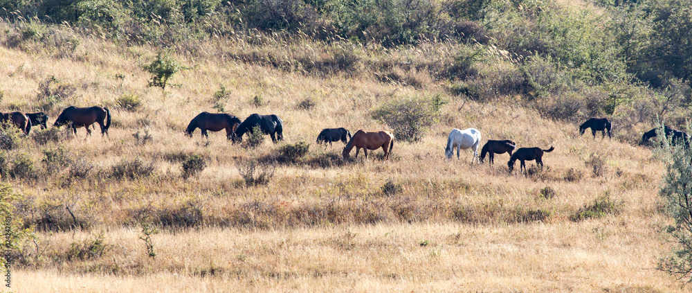 herd of horses in the pasture in the fall herd of horses in the pasture in the fall