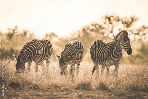Obraz na płótnie Herd of Zebras grazing in the bush. Wildlife Safari in the Kruger National Park, major travel destination in South Africa. Toned image, vintage old retro style. w salonie
