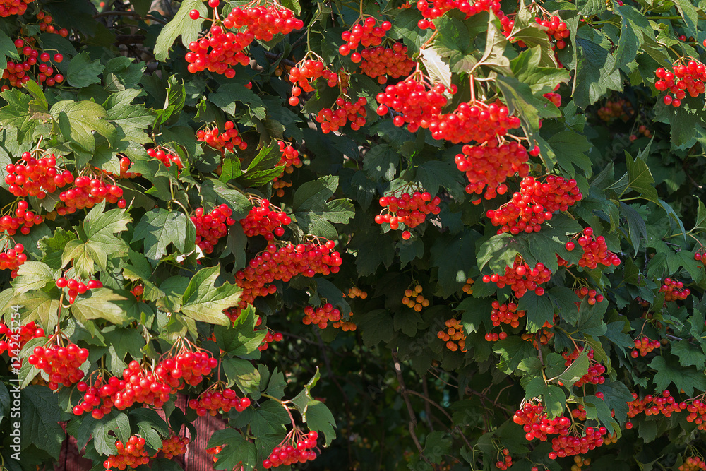 background bush viburnum red closeup