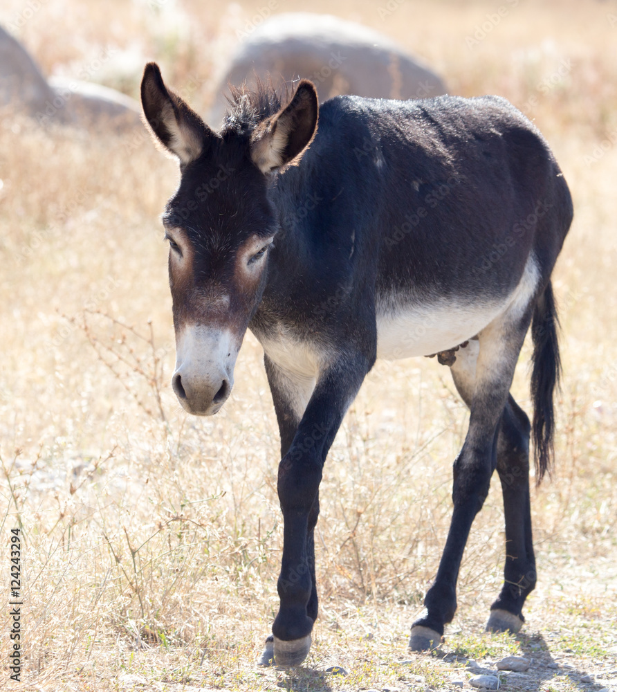 Portrait of a donkey on the nature autumn Portrait of a donkey on the nature autumn