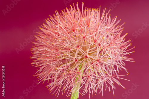 Pink Scadoxus Flower